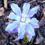 Glory of the Snow (Chionodoxa luciliae (Glory of the snow))