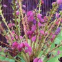 Colourful Mahonia Fruit (Mahonia japonica (Mahonia))