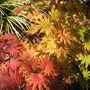 Acer shirasawanum 'Autumn Moon' Fall foliage