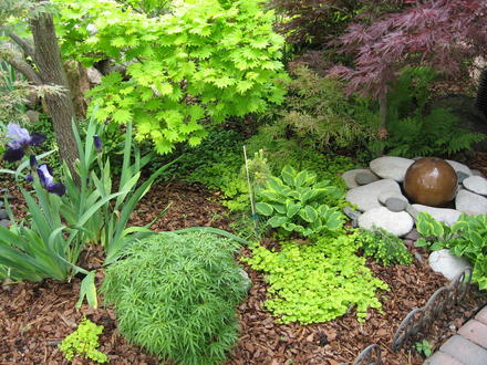 Japanese maples and bubbling fountain