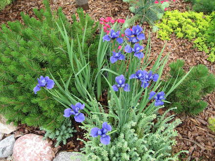 Siberian iris 
