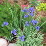 Siberian iris 