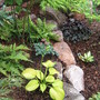 Shade Garden
