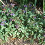 Pulmonaria_officinalis