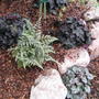 Heuchera and Japanese painted fern