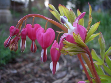'gold heart' dicentra spectabilis booming on the 27th of March '07 ('gold heart' dicentra spectabilis)