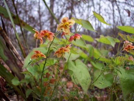 epimediums (epimedium x warleyense)