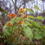 epimediums (epimedium x warleyense)