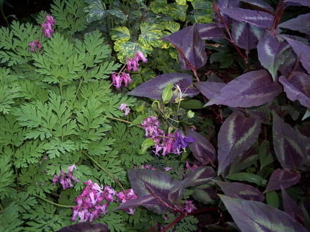fav. plant combos (dicentra exima, persicaria 'red dragon', variegated woodside columbine)