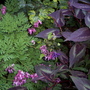 dicentra exima, persicaria 'red dragon', variegated woodside columbine