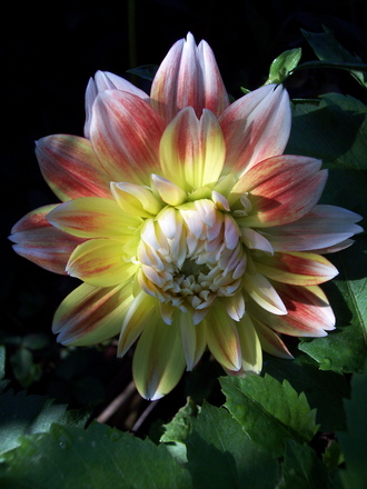 dahlia (dahlia 'peaches and cream')