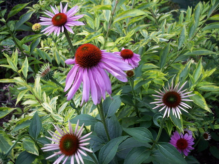 A garden flower photo (echinacea 'double decker' 1st year bloom, forsythia 'golden times')