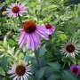 A garden flower photo (echinacea 'double decker' 1st year bloom, forsythia 'golden times')