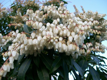 Pieris in flower (Pieris japonica (Lily of the valley bush))