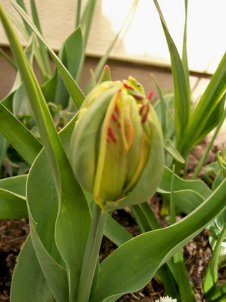 Early Tulip