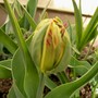 Tulip_1