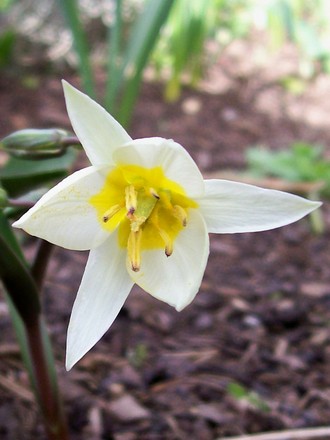 Tulip turkestanica (Tulipa turkestanica (Tulip))