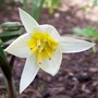 Tulip turkestanica (Tulipa turkestanica (Tulip))