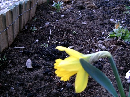 First daffodil March 4th 2008 (Narcissus)