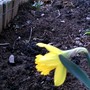 First daffodil March 4th 2008 (Narcissus)