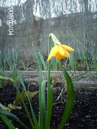 Jetfire (Narcissus cyclamineus (Daffodil))