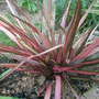 Phormium 'Bronze Baby' (Phormium 'Bronze Baby')