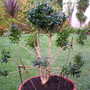 Box Cloud Tree (Buxus sempervirens (Common box))