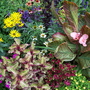 Sum_flowers_7-29-07_107