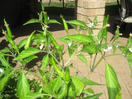 Chilli 'Zimbabwe Bird'