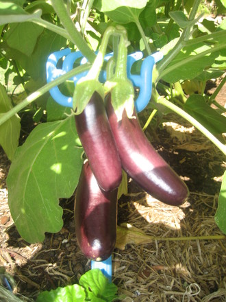 A garden flower photo