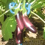 A garden flower photo