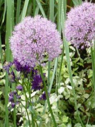 A garden flower photo (Allium)
