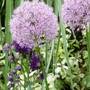 Allium