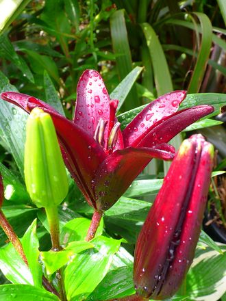 Asiatic lily 'Landini' (asiatic lily)