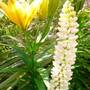 Lupins in the exotic garden