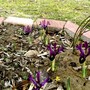 5th March 2008 (Iris reticulata (Iris))