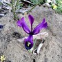 5th March 2008 (Iris reticulata (Iris))
