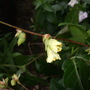 Corylopsis_pauciflora_bloom