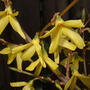 Forsythia flowers (Forsythia x intermedia variegata)