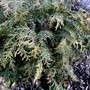 Conifer ID?