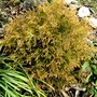 Thuja occidentalis Rheingold (Thuja occidentalis Rheingold)