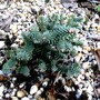 Dwarf Douglas fir (Pseudotsuga menziesii (Blue Douglas Fir))