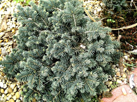 Picea pungens (Picea pungens (Colorado Blue Spruce))