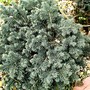 Picea pungens (Picea pungens (Colorado Blue Spruce))