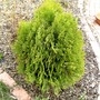 Thuja orientalis aurea nana (Thuja orientalis nana)