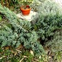Juniperus squamata