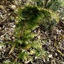 Pict0223