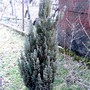 Chamaecyparis lawsonia (Chameocyparis lawsonia)