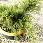 Juniper??
