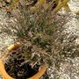 Juniper horizontalis (Juniper horizantalis)